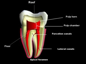Vital Role of Pulp Chamber